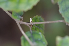Mnesarchella