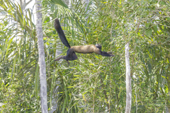 Chiropotes sagulatus