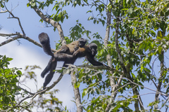 Chiropotes sagulatus