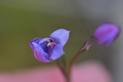 Thelymitra pulchella