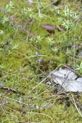 Thelymitra pulchella