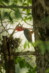 Campephilus rubricollis