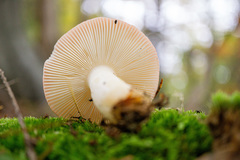 Russula paludosa
