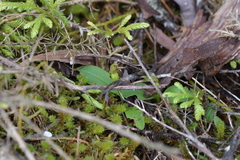 Chiloglottis cornuta