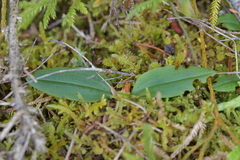 Chiloglottis cornuta