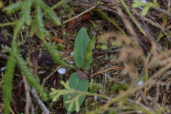 Chiloglottis cornuta