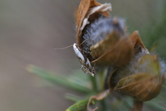 Mnesarchella