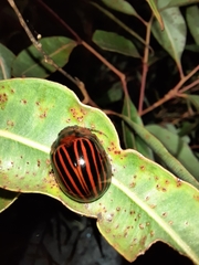 Paropsisterna octolineata