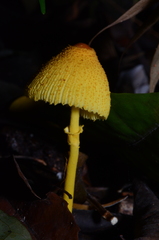 Leucocoprinus brunneoluteus