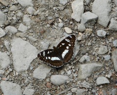 Limenitis doerriesi