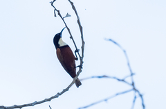 Chalcomitra adelberti