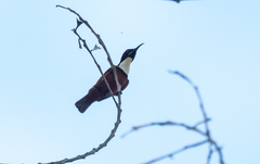 Chalcomitra adelberti