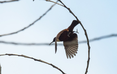 Chalcomitra adelberti