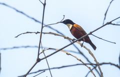 Chalcomitra adelberti