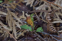 Chiloglottis cornuta
