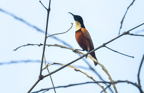 Buff-throated Sunbird