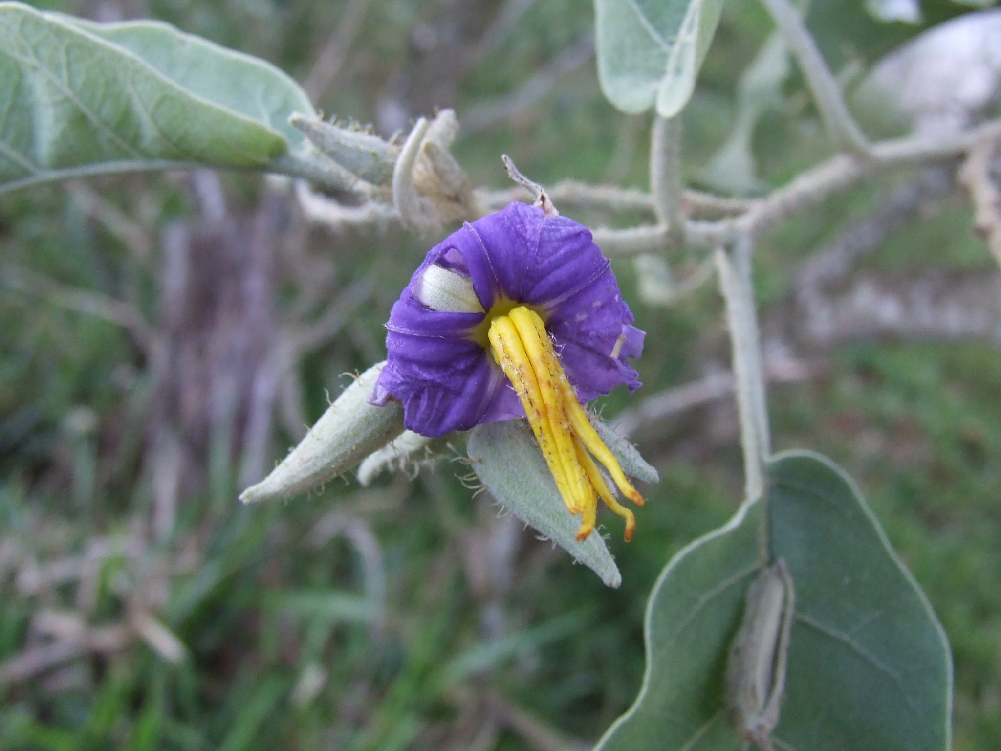 Solanum lycocarpum