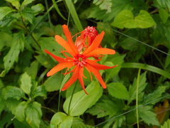 Silene fulgens
