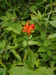 Silene fulgens