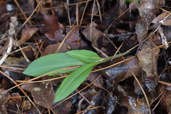 Chiloglottis cornuta