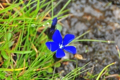 Gentiana bavarica