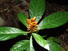 Aphelandra hirta