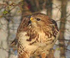 Buteo buteo buteo