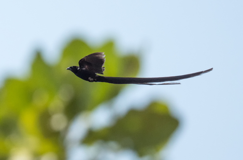 Red-collared Widowbird