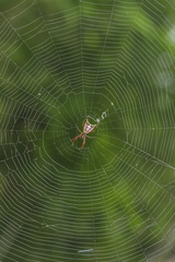 Micrathena spinosa
