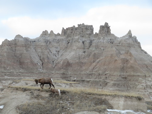 Rocky Mountain Bighorn Sheep photographed in South Dakota