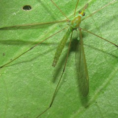 Leptotarsus holochlorus