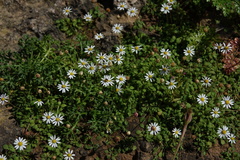 Bellium bellidioides