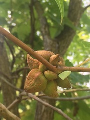 Ampelomyia vitiscoryloides