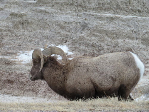 Rocky Mountain Bighorn Sheep photographed in South Dakota