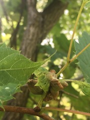Ampelomyia vitiscoryloides