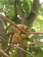 Ampelomyia vitiscoryloides