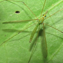 Leptotarsus holochlorus