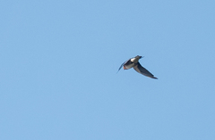 Hirundo lucida