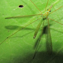 Leptotarsus holochlorus