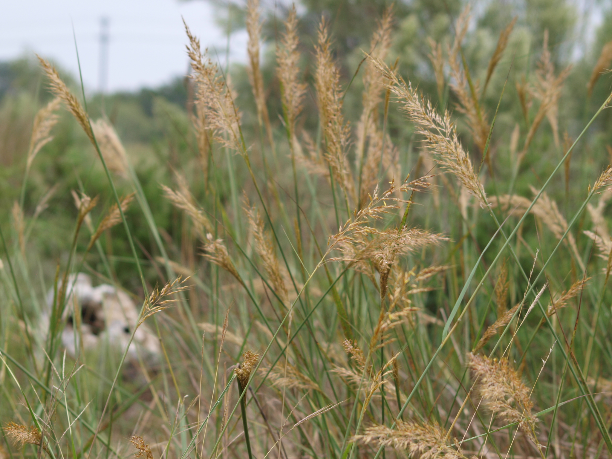 Photos of Indiangrass (Sorghastrum nutans) · iNaturalist