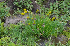 Allium atrosanguineum fedtschenkoanum