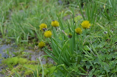 Allium atrosanguineum fedtschenkoanum