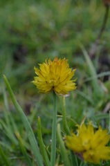 Allium atrosanguineum fedtschenkoanum