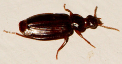 Plochionus