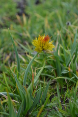 Allium atrosanguineum fedtschenkoanum