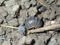 Armadillidium vulgare
