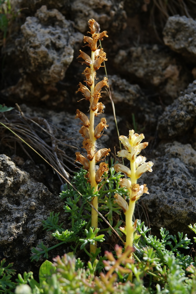 Orobanche iammonensis