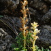 Orobanche iammonensis - Photo (c) Simon Crameri, some rights reserved (CC BY-NC), uploaded by Simon Crameri