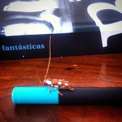 Phoebella albomaculata