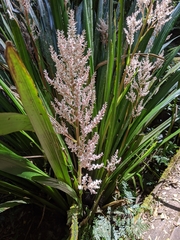 Helmholtzia glaberrima